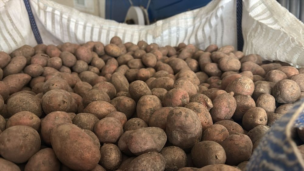 Cartofi pentru animale Red Lady