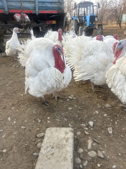 Индуктер сатылады