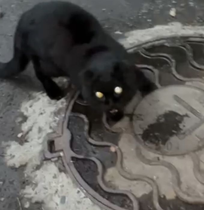 Срочно! Вислоухий британец потеряшка