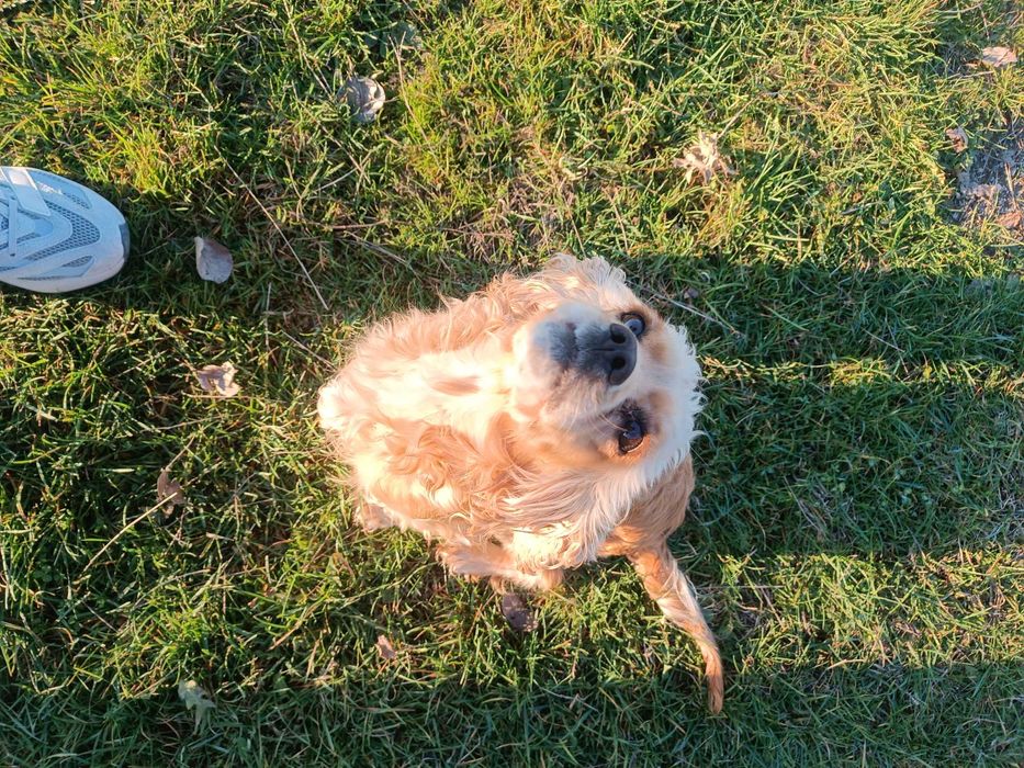 Кокер шпаньол - кръстоска със шпрингер