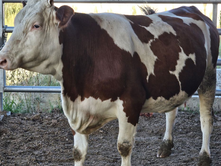 Vaca baltata românească cu tauras (vitel)