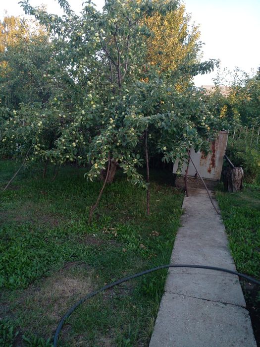 Продаю дачу 6 соток
