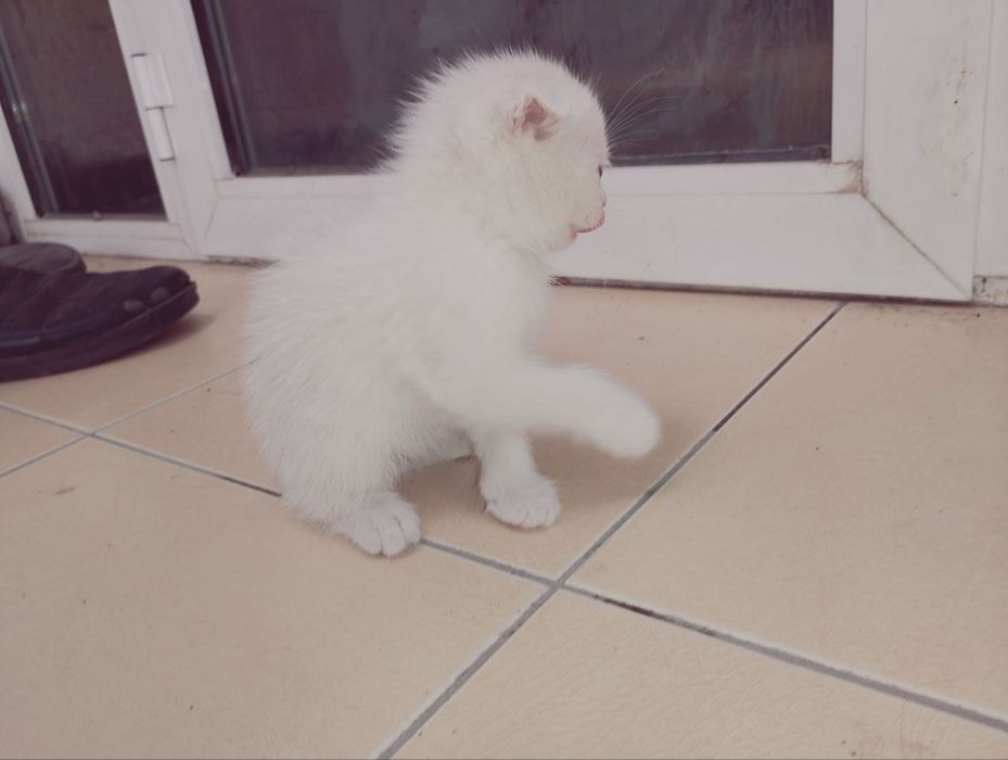 Продаются пародистые  котята