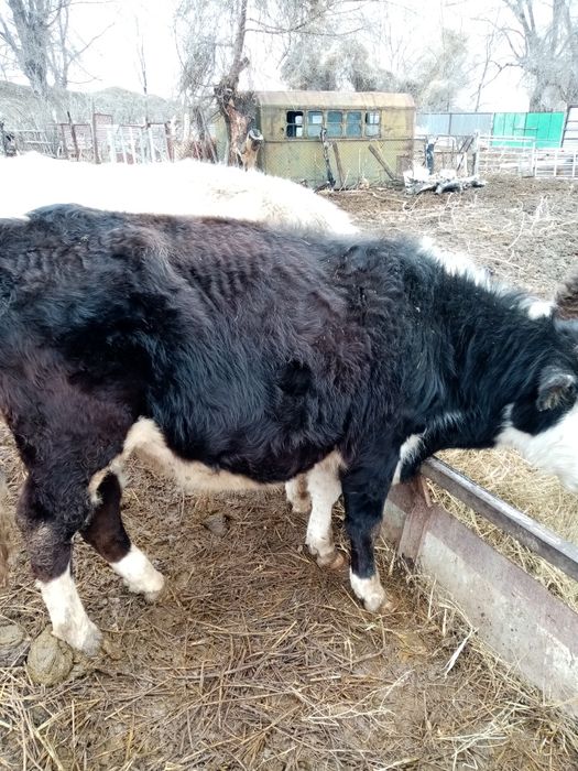 Продам быка 2 года