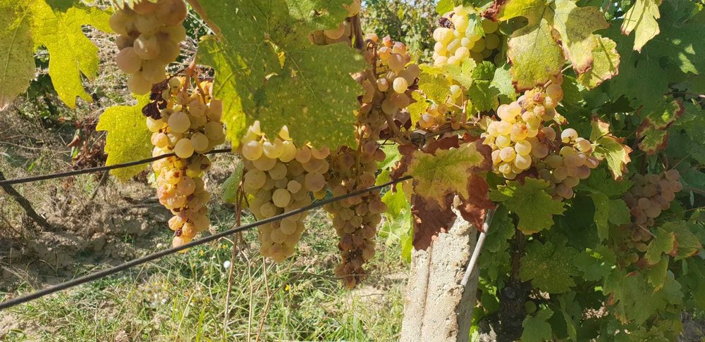 Struguri de vin – soiuri de calitate – pret foarte bun!