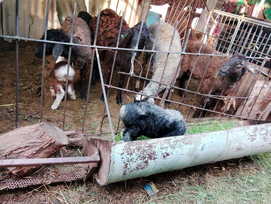 *Козы корова бараны