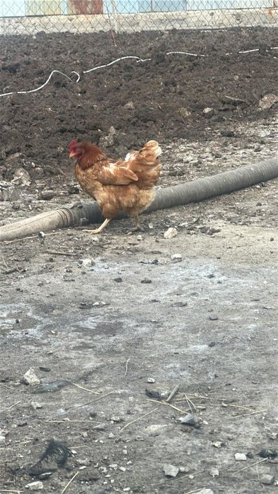 Тауык сатылады Продам кур ломонбраун