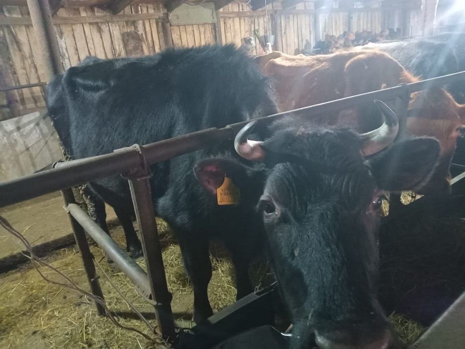 Продам коров и телят