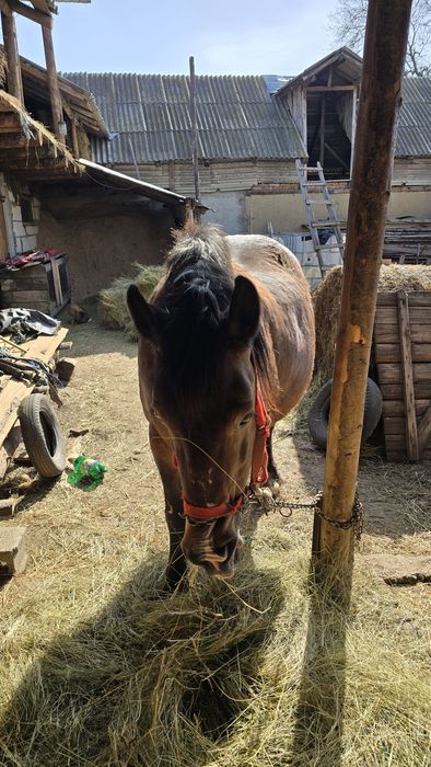 Iapă gestantă in 10 luni