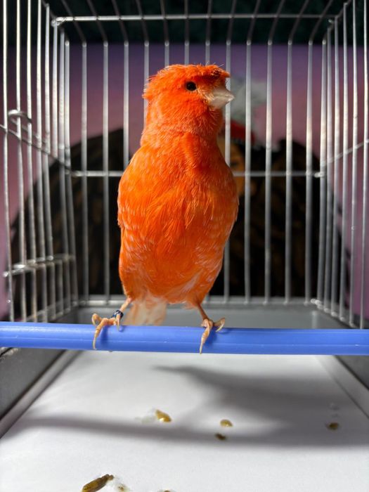 Продам канареек.