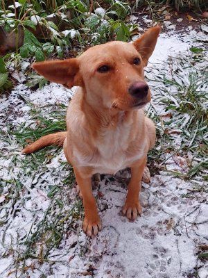 Роза-умнейшая собака