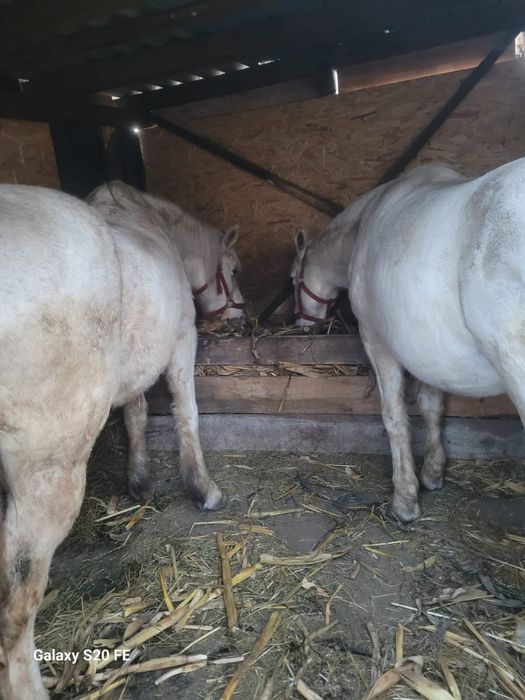 2 Cai de vânzare ,foarte buni de munca și extrem de cuminți