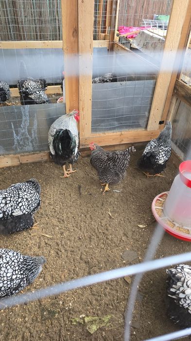 Vand Familie wiandotte argintiu