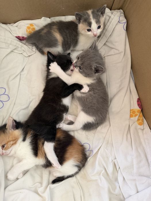 Котенок бесплатно. Красивые котята