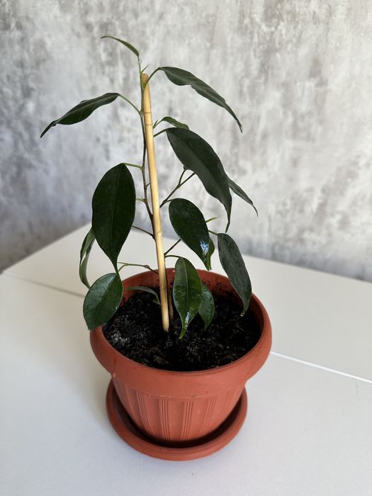 Продам фикус бенджамина