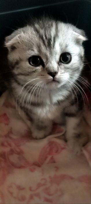 Продаются Скотишь фолды