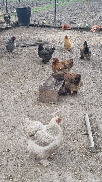 Ouă de la găini  Brahma pentru incubat