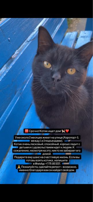 Кот срочно в добрые руки