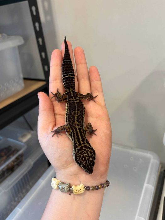 Самка эублефара Блек Найт