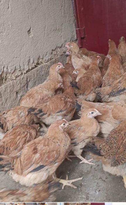 Адлер, Кучин қораздары сатылады