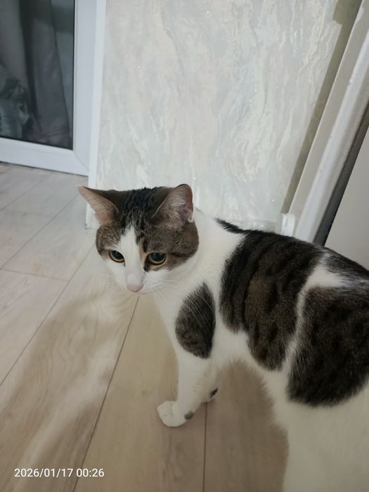 Отдам взрослого кота в добрые руки.