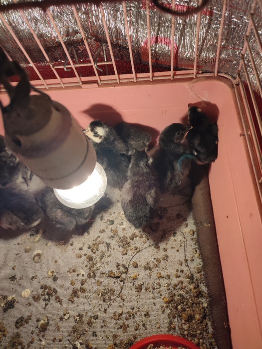 Цыплята Австролорп