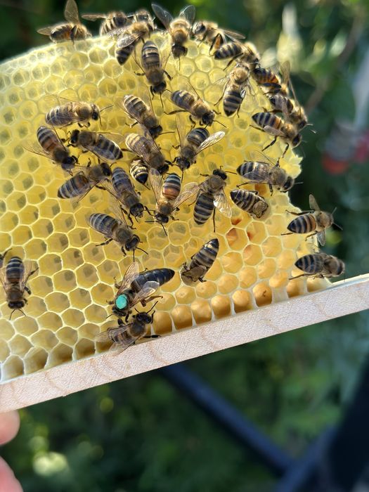 Vand familii de albine