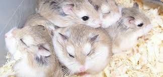 Хомячки джунгарские