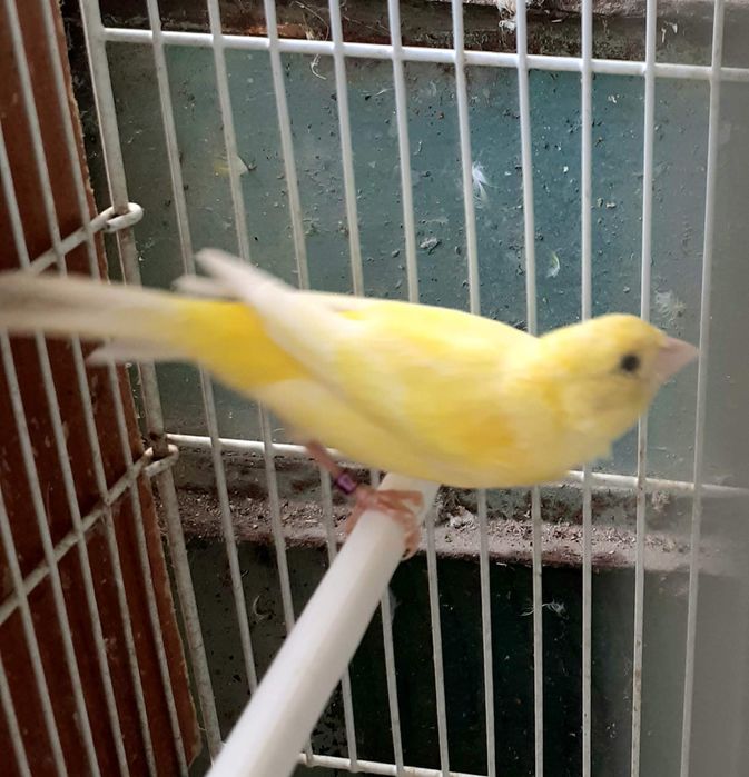 Canari Malinois Mascul