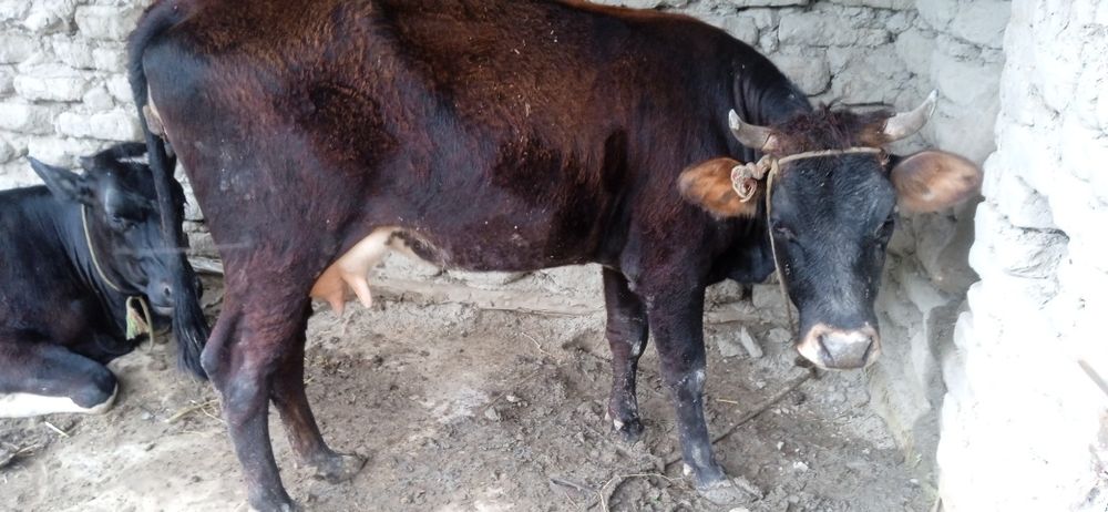 Mol sotiladi 1 bolasi