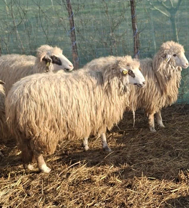 Vand mielute de un an