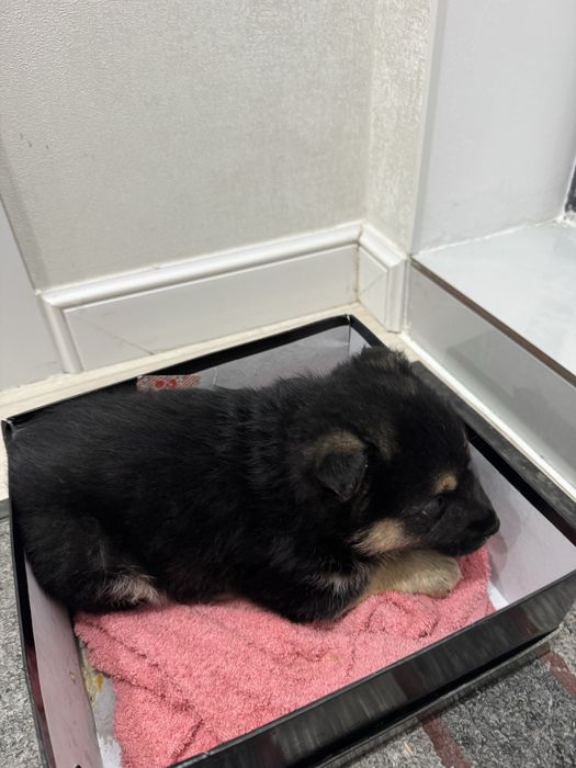 Продается щенок немецкой овчарки МАЛЬЧИК