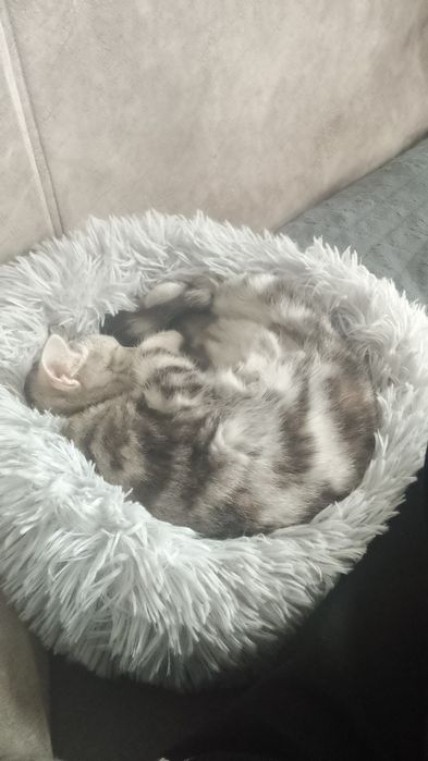 Котята шатланской