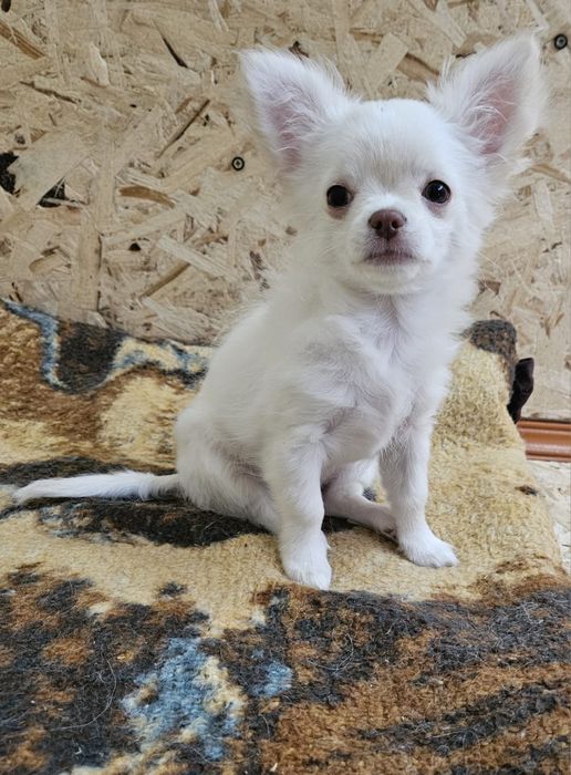 Щенок чихуахуа девочка