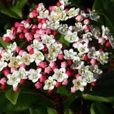 Лаврова Калина (Viburnum Tinus)