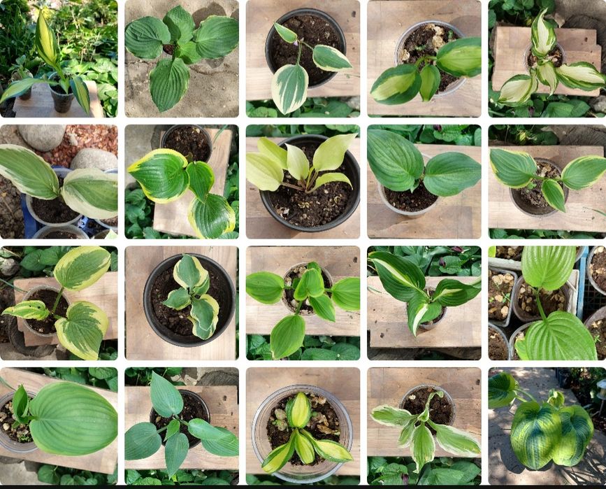 Гейхеры, Хосты, Самшит, Барбарис, Туи и др.