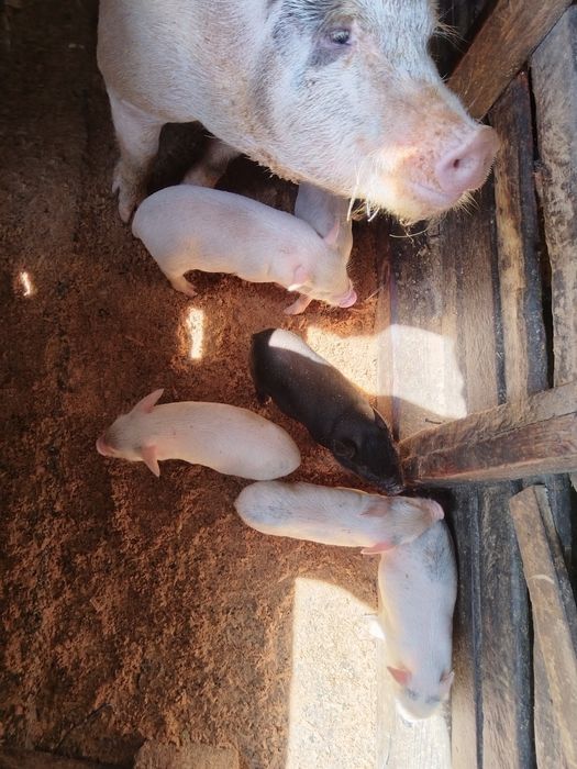 Свиньи вьетнамские