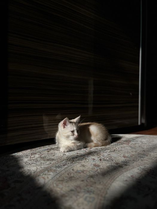 скоттиш страйт 5 месяцев