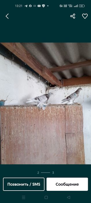 Продам голубей молодёжь