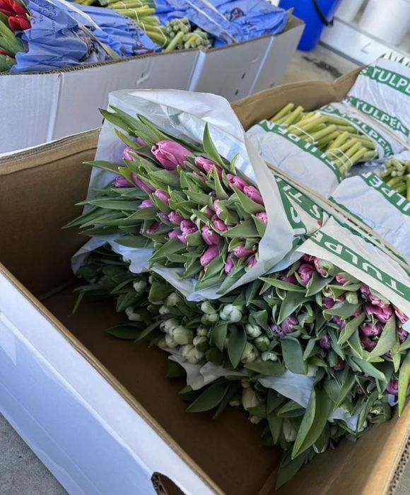 Гулдер, Кызгалдактар голландия