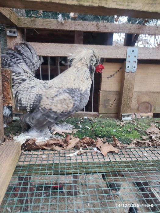 Vand Cocos struma bantman pitic