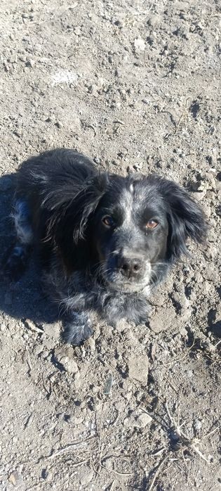 Русский спаниель