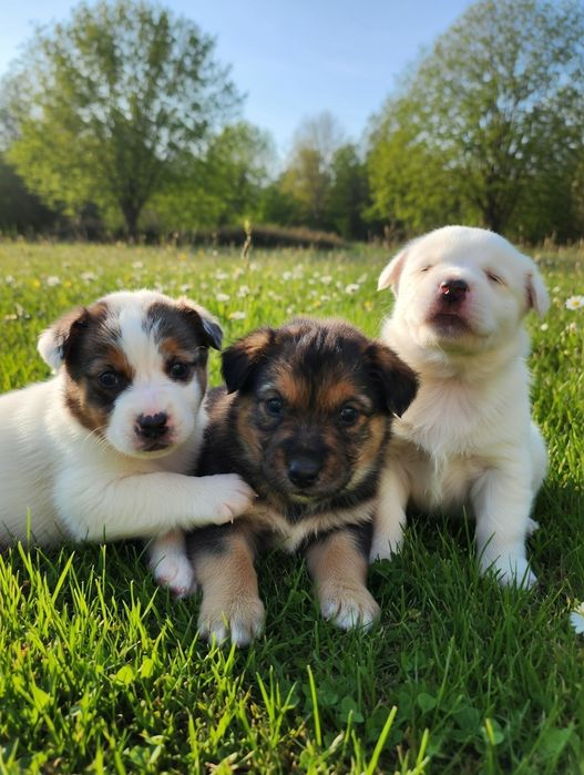 Дворянины щенки ждут любящих хозяев