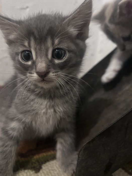 Отдам котят бесплатно
