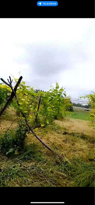 Uchaska sotiladi Toshkent viloyati Pskent Toshkend dengizi yaqinidaaaa