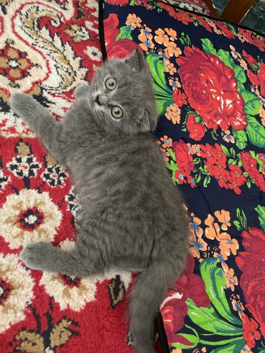 Британская кошка