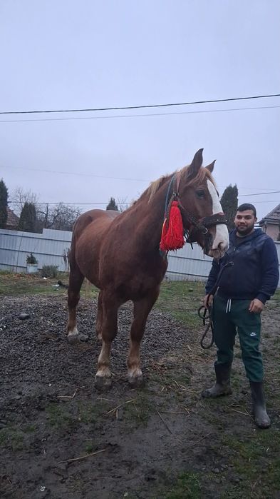 Vand sau schimb cal bun de ham fara defect