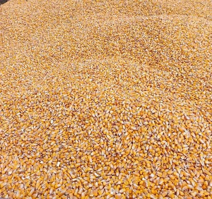 Porumb boabe 2025 uscat