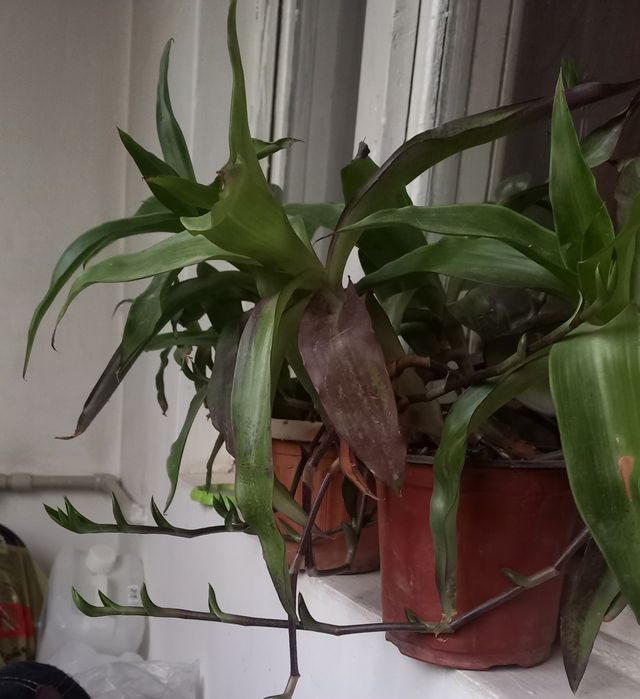 Золотой ус лечебный