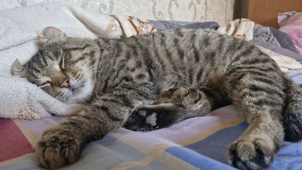 Кот Американский кёрл